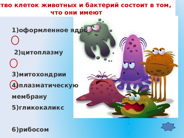 Сходство клеток животных и бактерий состоит в том, что они имеют 1)оформленное ядро  2)цитоплазму 3)митохондрии 4)плазматическую мембрану 5)гликокаликс 6)рибосом  
