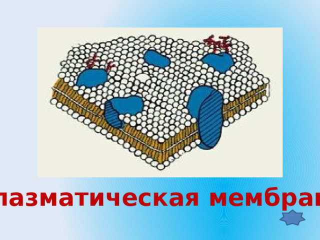 Плазматическая мембрана  