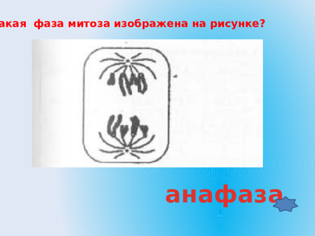 Какая фаза митоза изображена на рисунке? анафаза 