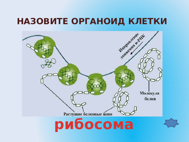 Назовите органоид клетки рибосома 