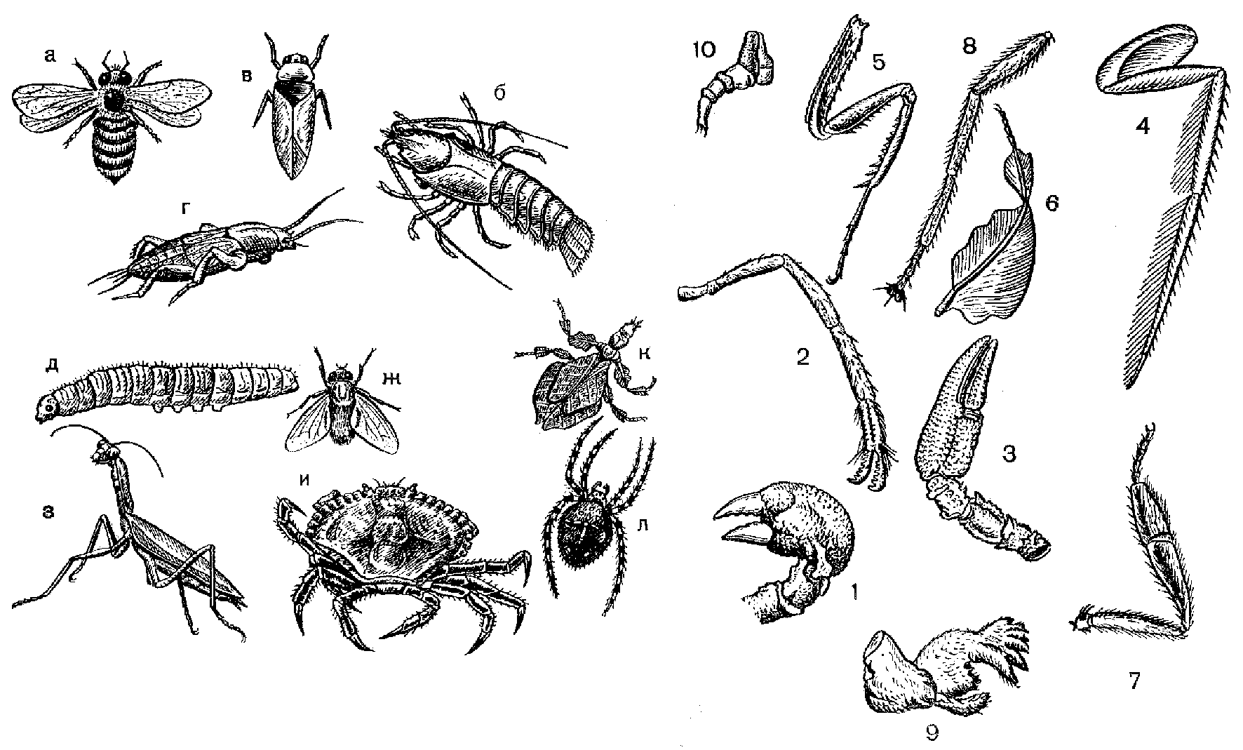 Рисунок насекомого 7 класс