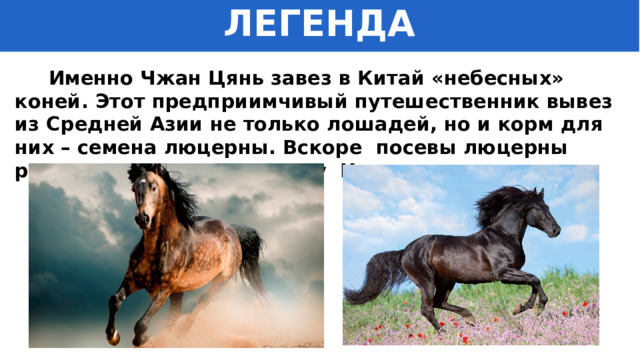 ЛЕГЕНДА  Именно Чжан Цянь завез в Китай «небесных» коней. Этот предприимчивый путешественник вывез из Средней Азии не только лошадей, но и корм для них – семена люцерны. Вскоре посевы люцерны распространились по всему Китаю. 