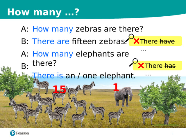 How many …? How many zebras are there? A: There are fifteen zebras. B: How many elephants are there? A: There is an / one elephant. B: There have … There has … 1 15 13 