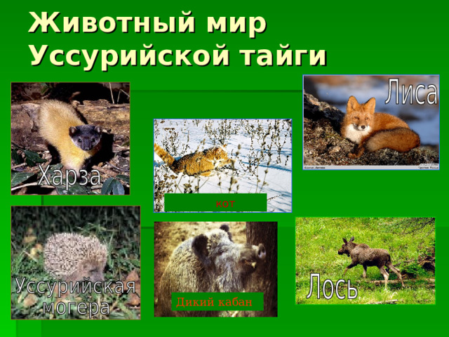 Животный мир Уссурийской тайги  кот Дикий кабан 