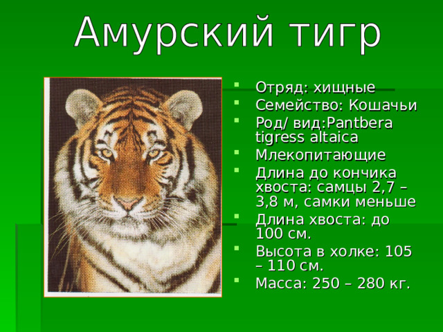 Отряд: хищные Семейство: Кошачьи Род/ вид: Pantbera tigress altaica Млекопитающие Длина до кончика хвоста: самцы 2,7 – 3,8 м, самки меньше Длина хвоста: до 100 см. Высота в холке: 105 – 110 см. Масса: 250 – 280 кг.  