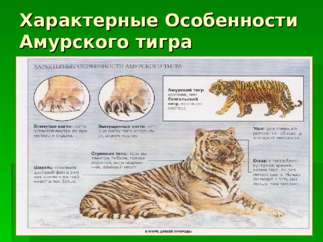 Характерные Особенности Амурского тигра 