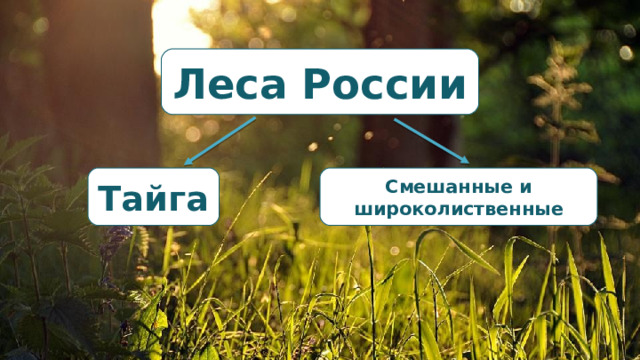 Леса России Тайга Смешанные  и широколиственные 