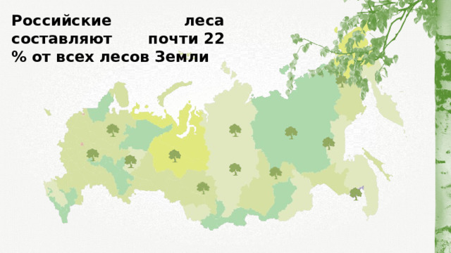 Российские леса составляют почти   22 % от всех лесов Земли 