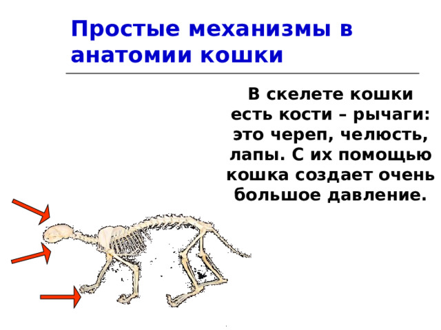 Простые механизмы в анатомии кошки В скелете кошки есть кости – рычаги: это череп, челюсть, лапы. С их помощью кошка создает очень большое давление. 