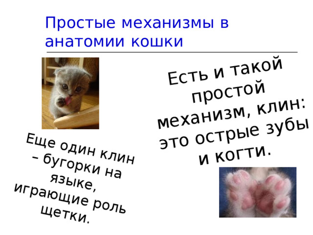 Есть и такой простой механизм, клин: это острые зубы и когти. Еще один клин – бугорки на языке, играющие роль щетки.  Простые  механизмы  в  анатомии  кошки 