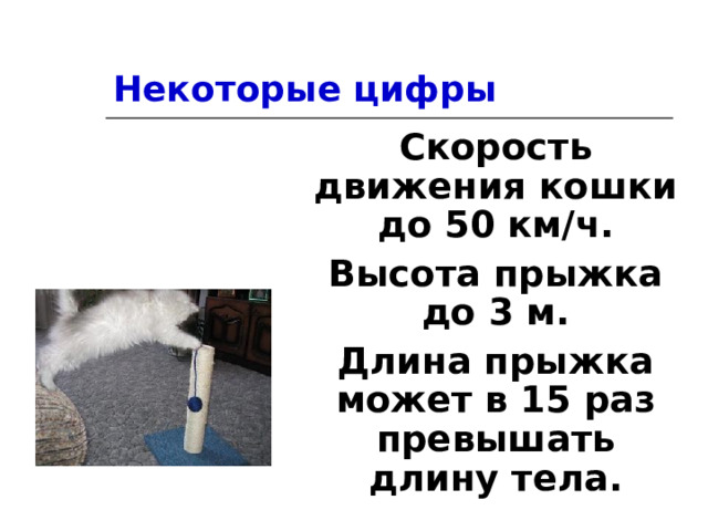 Некоторые цифры Скорость движения кошки до 50 км/ч. Высота прыжка до 3 м. Длина прыжка может в 15 раз превышать длину тела. 