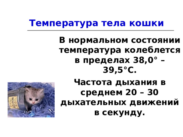 Температура тела кошки В нормальном состоянии температура колеблется в пределах 38,0 ° – 39,5 ° С. Частота дыхания в среднем 20 – 30 дыхательных движений в секунду. 