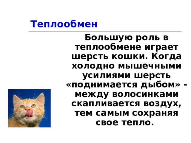 Теплообмен Большую роль в теплообмене играет шерсть кошки. Когда холодно мышечными усилиями шерсть «поднимается дыбом» - между волосинками скапливается воздух, тем самым сохраняя свое тепло. 