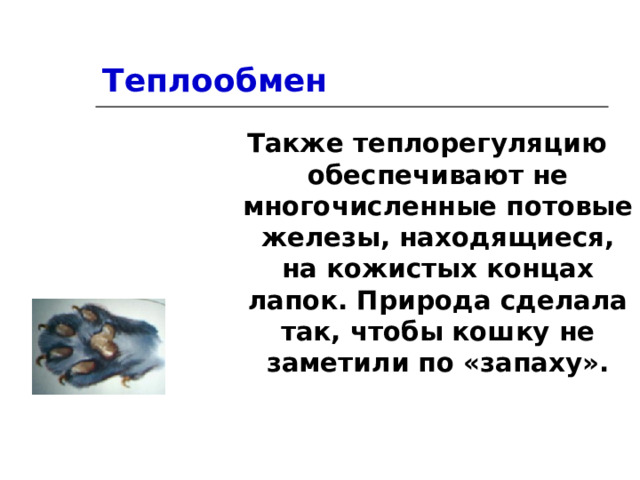 Теплообмен Также теплорегуляцию обеспечивают не многочисленные потовые железы, находящиеся, на кожистых концах лапок. Природа сделала так, чтобы кошку не заметили по «запаху».  