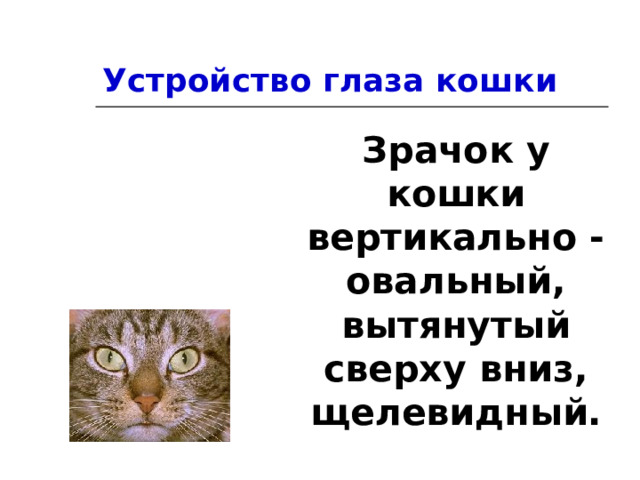 Устройство глаза кошки Зрачок у кошки вертикально - овальный, вытянутый сверху вниз, щелевидный. 