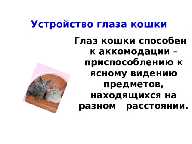 Устройство глаза кошки Глаз кошки способен к аккомодации – приспособлению к ясному видению предметов, находящихся на разном расстоянии.  