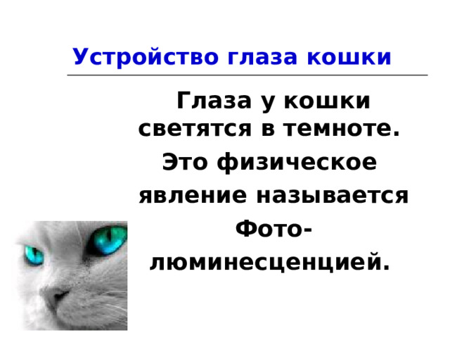 Устройство глаза кошки Глаза у кошки светятся в темноте. Это физическое явление называется Фото- люминесценцией.  