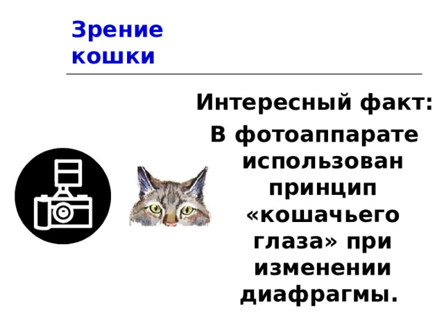 Зрение кошки Интересный факт: В фотоаппарате использован принцип «кошачьего глаза» при изменении диафрагмы. 