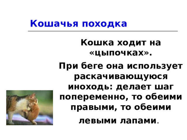 Кошачья походка Кошка ходит на «цыпочках». При беге она использует раскачивающуюся иноходь: делает шаг попеременно, то обеими правыми, то обеими левыми лапами .  