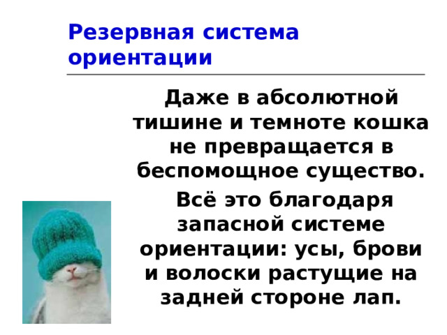 Резервная система ориентации Даже в абсолютной тишине и темноте кошка не превращается в беспомощное существо.  Всё это благодаря запасной системе ориентации: усы, брови и волоски растущие на задней стороне лап. 