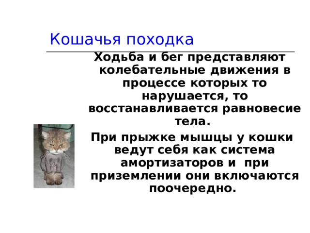 Кошачья походка Ходьба и бег представляют колебательные движения в процессе которых то нарушается, то восстанавливается равновесие тела.  При прыжке мышцы у кошки ведут себя как система амортизаторов и при приземлении они включаются поочередно. 