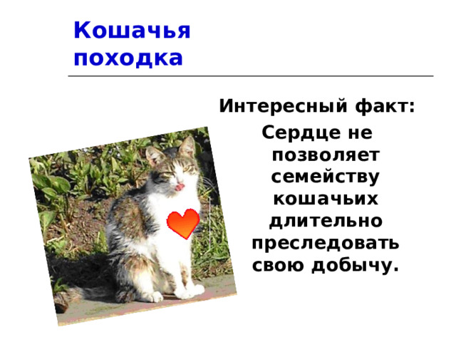 Кошачья  походка Интересный факт: Сердце не позволяет семейству кошачьих длительно преследовать свою добычу. 