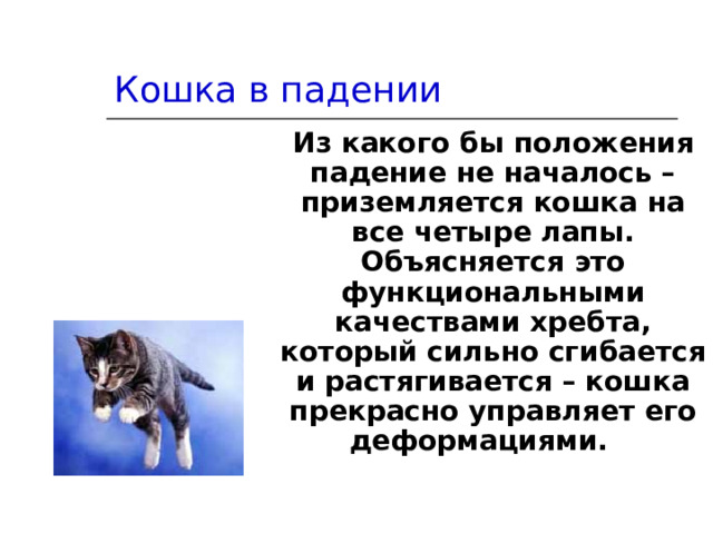 Кошка в падении Из какого бы положения падение не началось – приземляется кошка на все четыре лапы. Объясняется это функциональными качествами хребта, который сильно сгибается и растягивается – кошка прекрасно управляет его деформациями.  