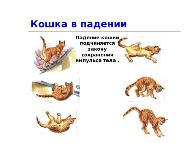 Кошка в падении Падение кошки подчиняется закону сохранения импульса тела . 