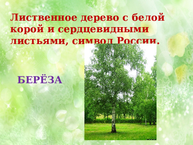 Лиственное дерево с белой корой и сердцевидными листьями, символ России. БЕРЁЗА 