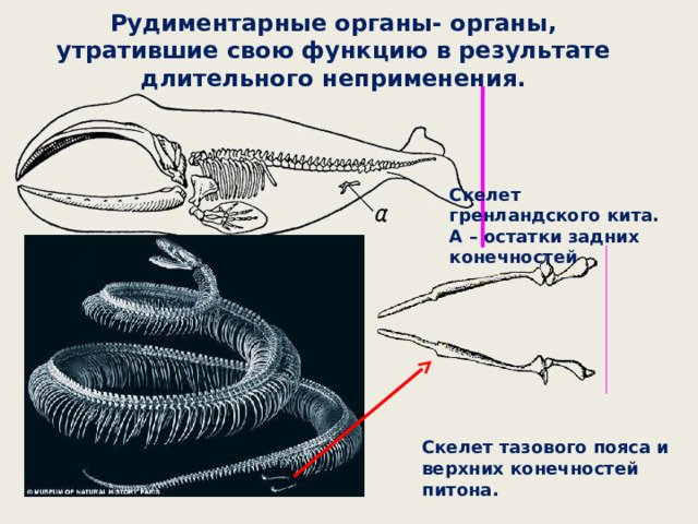 Рудиментарные органы- органы, утратившие свою функцию в результате длительного неприменения. Скелет гренландского кита. А – остатки задних конечностей Скелет тазового пояса и верхних конечностей питона. 