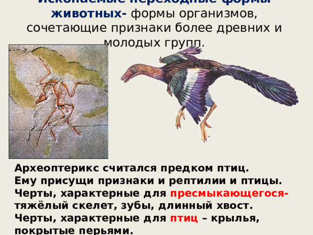Ископаемые переходные формы животных- формы организмов, сочетающие признаки более древних и молодых групп. Археоптерикс считался предком птиц. Ему присущи признаки и рептилии и птицы. Черты, характерные для пресмыкающегося- тяжёлый скелет, зубы, длинный хвост. Черты, характерные для птиц – крылья, покрытые перьями.  