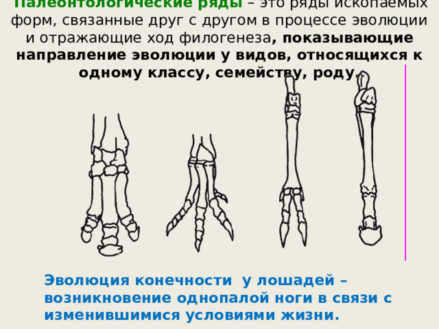  Палеонтологические ряды – это ряды ископаемых форм, связанные друг с другом в процессе эволюции и отражающие ход филогенеза , показывающие направление эволюции у видов, относящихся к одному классу, семейству, роду. Эволюция конечности у лошадей – возникновение однопалой ноги в связи с изменившимися условиями жизни. 