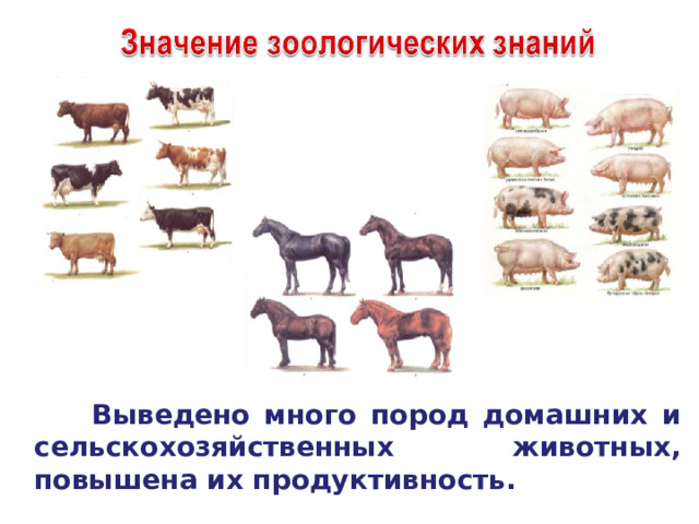  Выведено много пород домашних и сельскохозяйственных животных, повышена их продуктивность. 26 