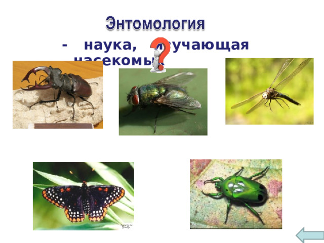 - наука, изучающая насекомых 6 