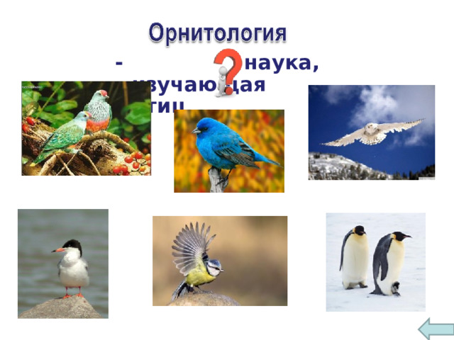 - наука, изучающая птиц 6 