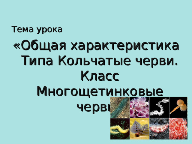 Общие признаки типа кольчатые черви