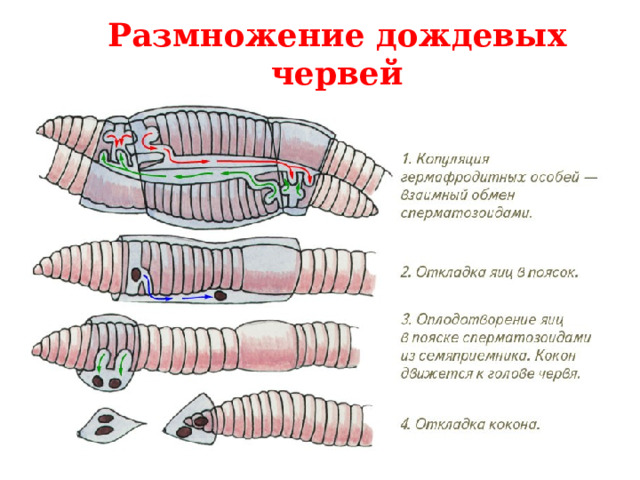 Размножение дождевых червей 