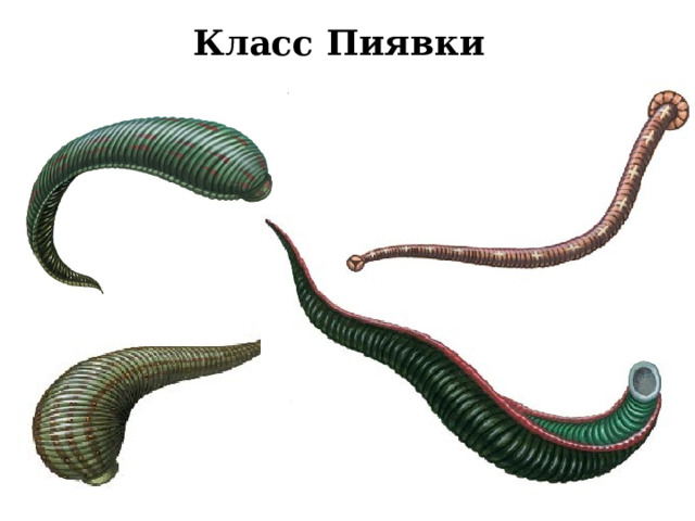 Класс Пиявки 