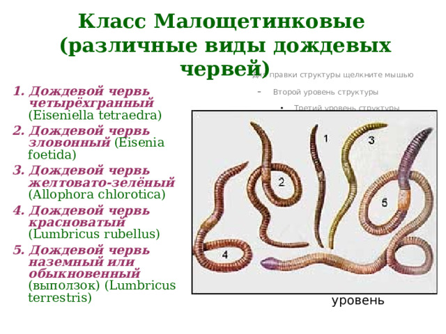 Класс Малощетинковые  (различные виды дождевых червей) 1. Дождевой червь четырёхгранный  (Eiseniella tetraedra) 2. Дождевой червь зловонный  (Eisenia foetida) 3. Дождевой червь желтовато-зелёный  (Allophora chlorotica)  4. Дождевой червь красноватый  (Lumbricus rubellus) 5. Дождевой червь наземный или обыкновенный  (выползок) (Lumbricus terrestris) 