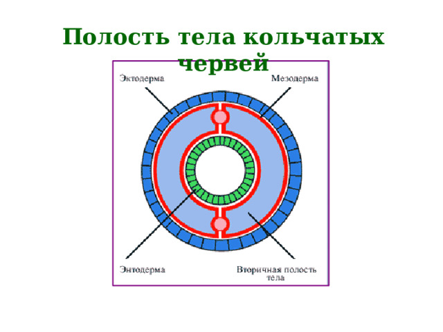 Полость тела кольчатых червей 
