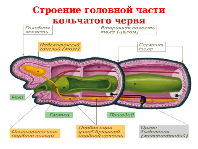 Строение головной части кольчатого червя 