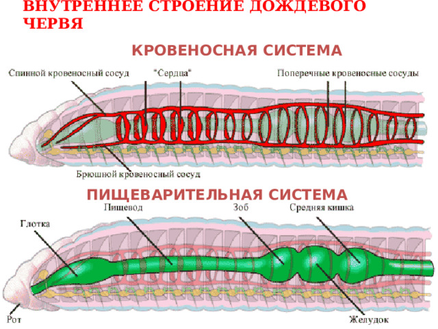 Какой цифрой на схеме поперечного среза кольчатого червя обозначен слой кольцевых мышц