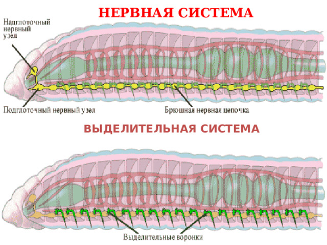 НЕРВНАЯ СИСТЕМА ВЫДЕЛИТЕЛЬНАЯ СИСТЕМА  