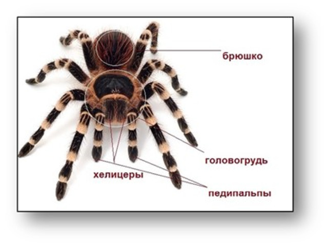 Рассмотрите рисунок напишите названия частей тела паука обозначенных цифрами