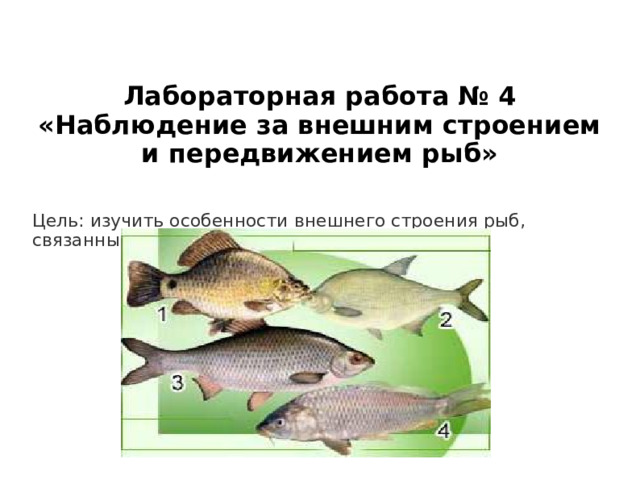 Лабораторная работа № 4 «Наблюдение за внешним строением и передвижением рыб» Цель: изучить особенности внешнего строения рыб, связанные с обитанием в водной среде. 