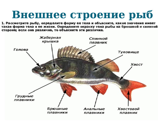 Внешнее строение рыб 1. Рассмотрите рыбу, определите форму ее тела и объясните, какое значение имеет такая форма тела в ее жизни. Определите окраску тела рыбы на брюшной и спинной стороне; если она различна, то объясните эти различия.  