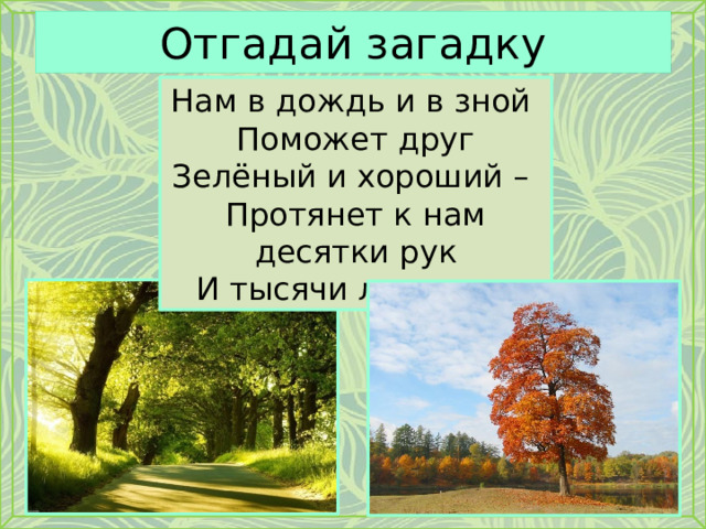 Отгадай загадку Нам в дождь и в зной Поможет друг Зелёный и хороший – Протянет к нам десятки рук И тысячи ладошек. 