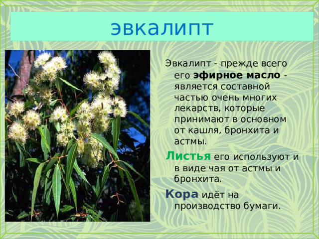 эвкалипт Эвкалипт - прежде всего его эфирное масло - является составной частью очень многих лекарств, которые принимают в основном от кашля, бронхита и астмы. Листья его используют и в виде чая от астмы и бронхита. Кора идёт на производство бумаги. 
