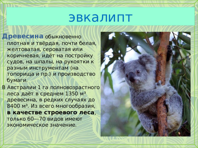 эвкалипт Древесина обыкновенно плотная и твёрдая, почти белая, желтоватая, сероватая или коричневая, идёт на постройку судов, на шпалы, на рукоятки к разным инструментам (на топорища и пр.) и производство бумаги. В Австралии 1 га полновозрастного леса даёт в среднем 1350 м³ древесина, в редких случаях до 8400 м³. Из всего многообразия, в качестве строевого леса , только 60—70 видов имеют экономическое значение. 
