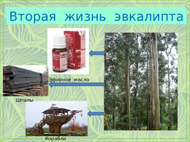Вторая жизнь эвкалипта Эфирное масло Шпалы Корабли 